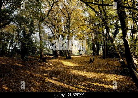 falling beech tree yellow leaves on ground in hoades wood,sturry,canterbury,kent,uk november 2021 Stock Photo