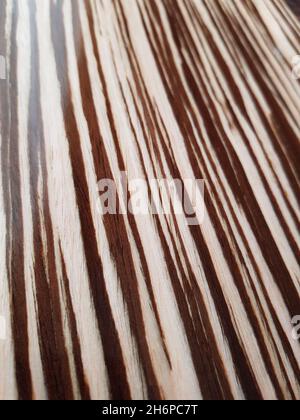 Striped dark brown with light sandy wood lacquered background. Stock Photo