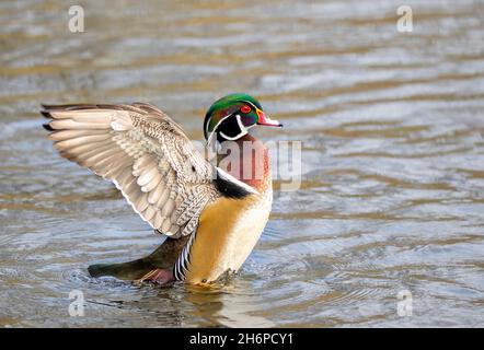 Wood duck male Aix sponsa flapping his wings as he swims on Ottawa river in Canada Stock Photo