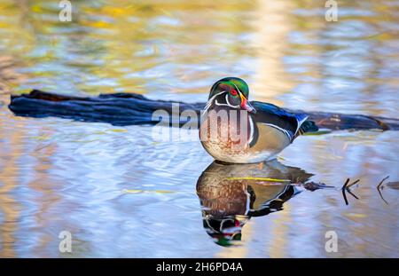 Wood duck male resting on a rock in autumn in Ottawa, Canada Stock Photo