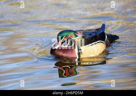 Wood duck male (Aix sponsa) swimming in autumn on the Ottawa river in Canada Stock Photo
