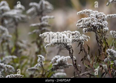 Autumn beautiful dried flowers, goldenrod dried landscape. Selective focus. Stock Photo