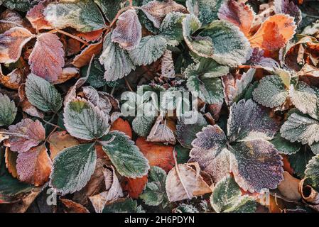 Dry strawberry leaves covered with first frost in the morning garden Stock Photo