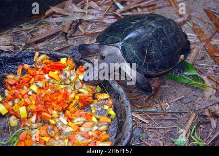 Black Marsh or Siamese temple Turtle, Siebenrockiella crassicollis, feeding vegetables Stock Photo