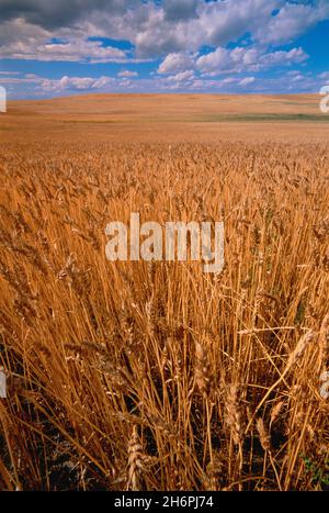 Field of Wheat ready to harvest, Alberta, Canada Stock Photo