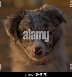Closeup shot of a Blue Merle Border Collie Puppy. Australia Stock Photo