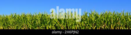 Panoramic shot of a corn field with green plants and a blue sky in the background. Stock Photo
