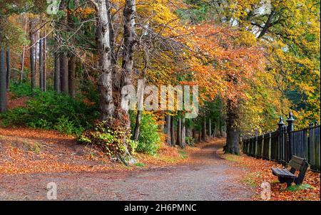 FORRES MORAY SCOTLAND GRANT PARK PATHWAY THROUGH THE TREES WITH LEAVES IN AUTUMNAL COLOURS Stock Photo