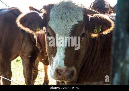 Kühe, Rinder und Kälber auf der Weide Stock Photo