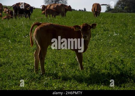 Kühe, Rinder und Kälber auf der Weide Stock Photo