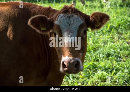 Kühe, Rinder und Kälber auf der Weide Stock Photo