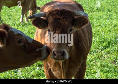 Kühe, Rinder und Kälber auf der Weide Stock Photo