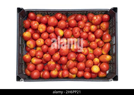 red tomatoes in plastic crate isolated on white background, fresh tomatoes in black box, vegetables for vegetarian healthy eating, top view Stock Photo