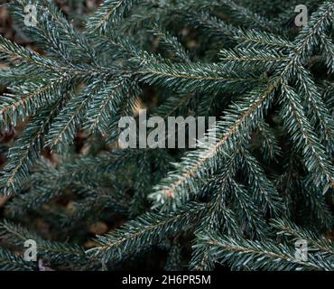Evergreen spruce branches with short needles covered with frost