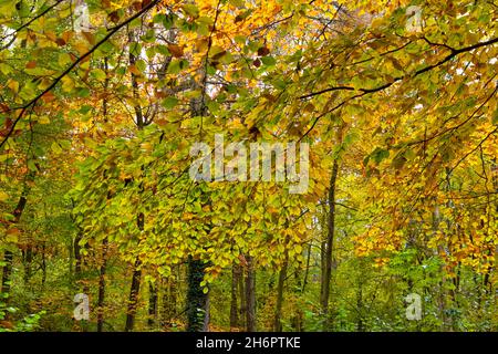 Beautiful beech leaves cascading down in the autumn sunlight, Oxfordshire, UK Stock Photo