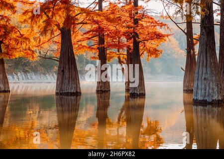 Autumnal swamp cypresses and lake with reflection on water. Stock Photo