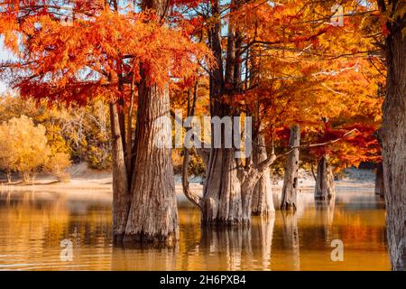 Autumnal swamp cypresses and lake with reflection on water. Taxodium distichum with red needles. Stock Photo