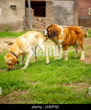 Saint Bernard dog and a Golden Retriever playing on a field Stock Photo