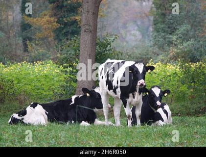 Picturesque picture of three cows. Three young cows in a German meadow. Two are lying down, the other is standing. Stock Photo