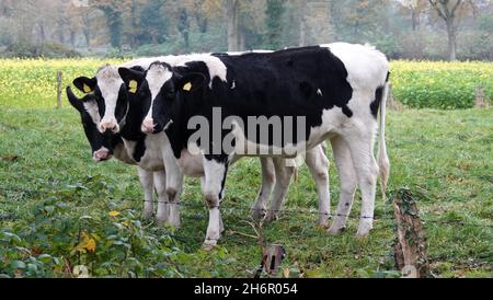 Group of three cows grouping together on a meadow in Germany. They look like shy sisters. Holstein Friesian cattle Stock Photo