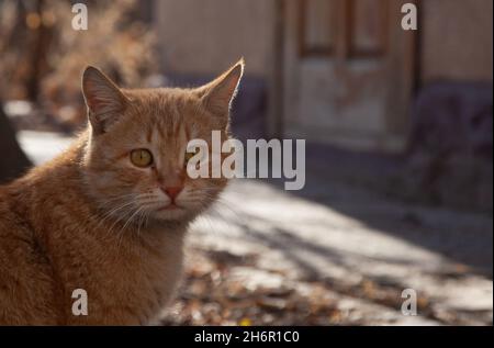 Red cat portrait close-up, against the background of the rays of the sun Stock Photo