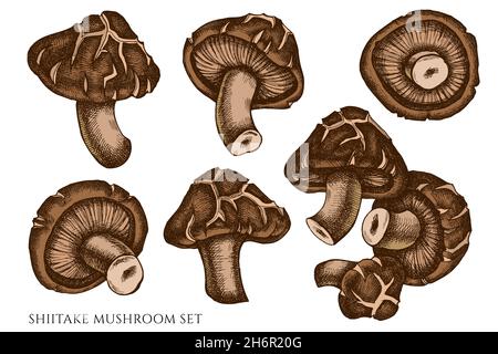 Vector set of hand drawn colored shiitake Stock Vector