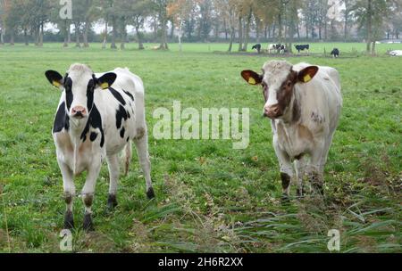 Two curious young cows in a German meadow. They are Holstein Frisian cows. One is black and white, the other has some brown spots Stock Photo
