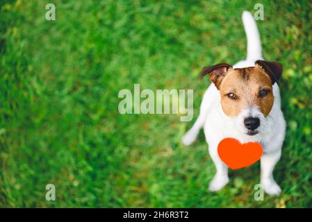 Adorable dog looking up sitting on green grass with heart shaped pendant as Valentines day concept Stock Photo