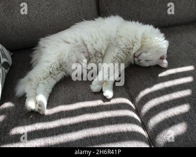 Gray fluffy cat stretching on the bed close up Stock Photo - Alamy