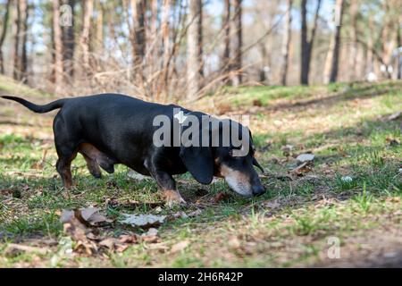 Happy old black-brown dachshund portrait. Dachshund breed, sausage dog, Dachshund on a walk. Dog at summer background. Stock Photo