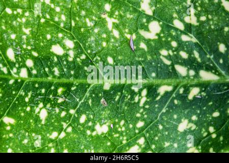 Green leaf surface texture. Abstract plant backdrop. Natural effect pattern. Textured background. Graphic resource. Stock Photo