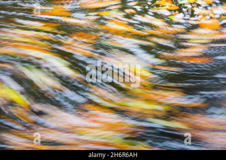 Red, gold and orange coloured Autumn leaves on a flowing river long exposure abstract image with swirls and whirlpools Stock Photo