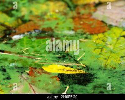 Blue Green Algae on Lake Windermere in Mid November. This algal bloom is caused by climate change making the water temperatures far warmer than they s Stock Photo