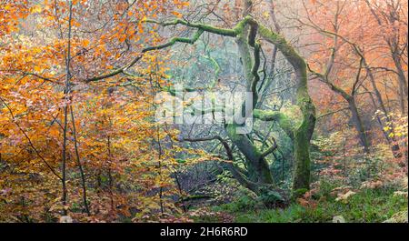 Characterful old oak tree with wiggly branches in an English oak wood in Autumn with golden and orange autumn leaves and moss on the branches, surroun Stock Photo