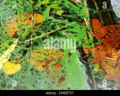 Blue Green Algae on Lake Windermere in Mid November. This algal bloom is caused by climate change making the water temperatures far warmer than they s Stock Photo