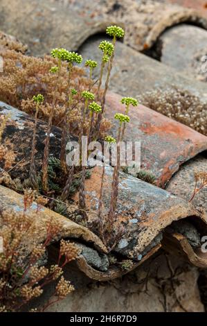 Pale stonecrop (Petrosedum sediforme / Sedum sediforme / Sempervivum sediforme) in flower, growing on old roof tiles of Mediterranean house Stock Photo