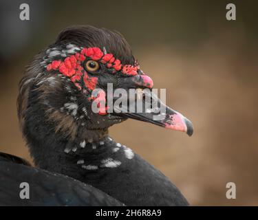 Wild Muscovy Duck: Ugly Duck Stock Photo - Alamy