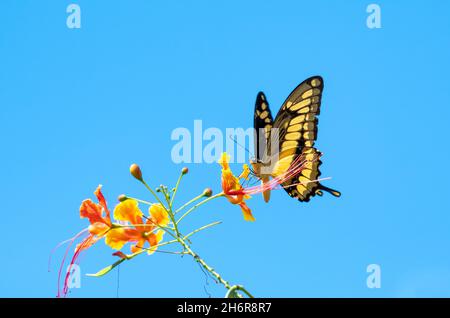 A Giant yellow Swallowtail butterfly feeding on tropical orange Pride of Barbados flowers against the backdrop of the blue sky. Stock Photo