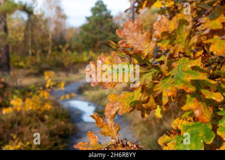 path winding through Autumn landscape with heather and colourful trees Stock Photo