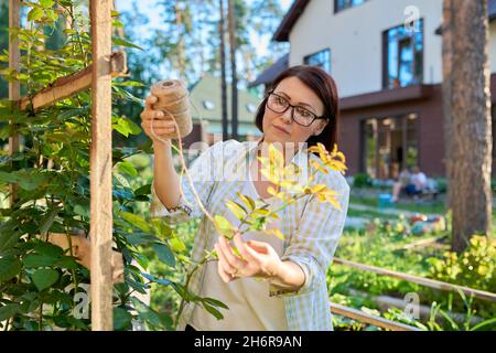 Woman caring for a climbing rose bush, tying branches on a wooden support Stock Photo