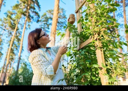 Woman caring for a climbing rose bush, tying branches on a wooden support Stock Photo