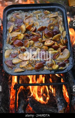 Baking tray with mushrooms on the fire. Cooking mushrooms while traveling. Stock Photo