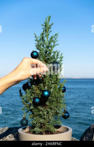 Small Chinese tree decorated with blue Christmas balls on granite stones by the sea. Juniperus chinensis Stricta. Vertical photo Stock Photo