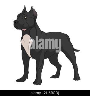 Color illustration of a black pit bull with white spots. Isolated vector object on white background. Stock Vector