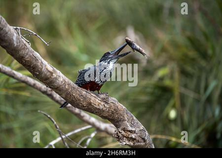A giant kingfisher, Megaceryle maxima, sits on a branch after catching a fish Stock Photo