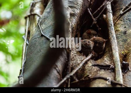 A family of spectral tarsier is peeking out of the tree hollow, Tangkoko National Park, Indonesia Stock Photo