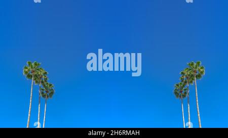Palm trees with clear blue sky Stock Photo