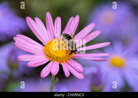 Hoverfly on Chrysanthemum 'Clara Curtis' Stock Photo