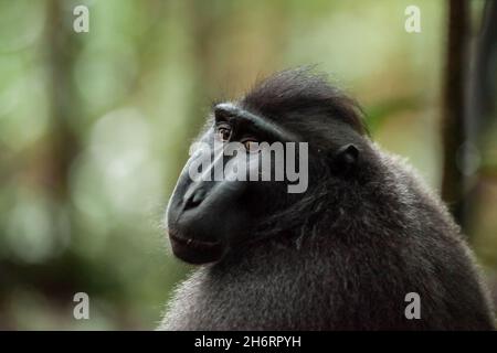 Close-up portrait of a sad looking crested black macaque, Sulawesi island, Indonesia Stock Photo