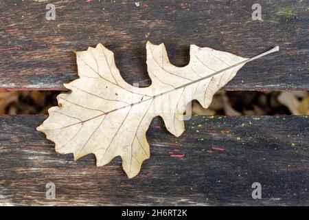 A dead oak leaf sits on a weathered park bench. Stock Photo
